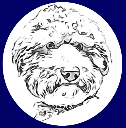 Aslan vom Hochblauenblick, Lagotto Romagnolo, Italienischer Wasserhund, Zuchtruede